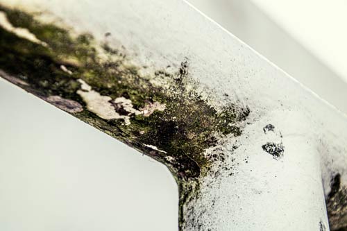 Schimmelbefall an einer Fensterecke, ein typischer Fall für eine Schimmelbeseitigung in Buchholz